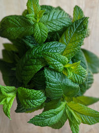 Close-up of green leaves on table