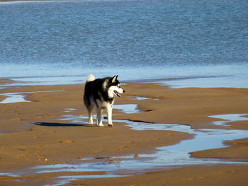 Husky on shore at beach