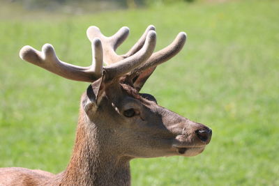 Close-up of deer on field