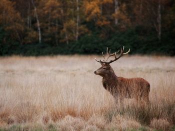 Red deer on grassy field against trees during monsoon