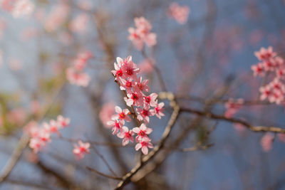 Close-up of pink cherry blossom on tree