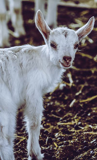 Goat standing in a field