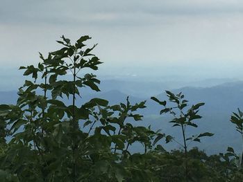 Plant against sky