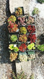 Close-up of red flowers