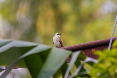 Close-up of bird perching on plant