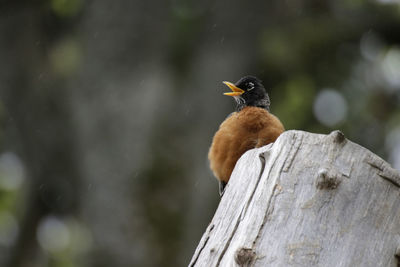 Close-up of bird perching on wooden post