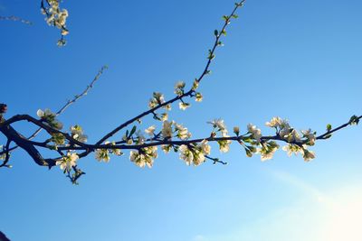 Low angle view of cherry blossoms against blue sky