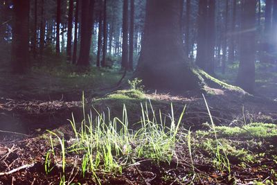 Trees in forest