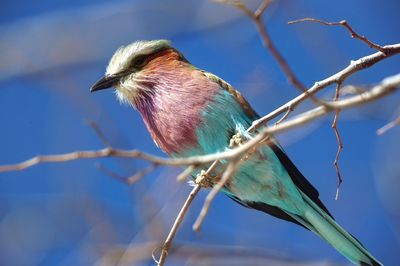 Close-up of bird perching on branch against sky