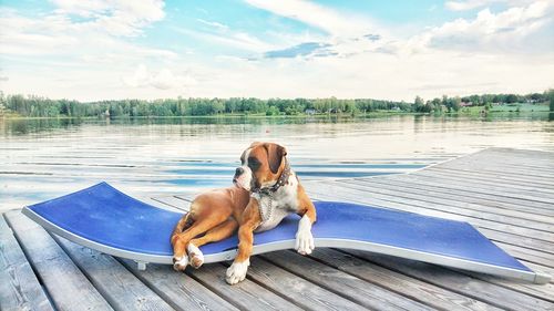 Dog standing by swimming pool against lake