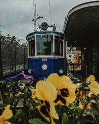 View of yellow flowers on railroad track