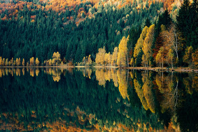 Panoramic view of pine trees by lake in forest