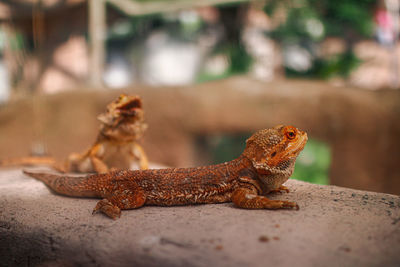 Close-up of a lizard