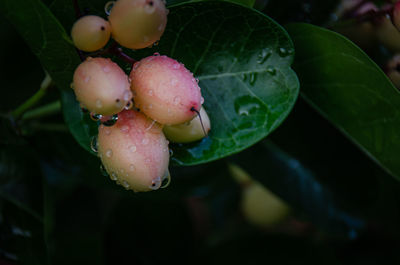 Close-up of wet berries on plant