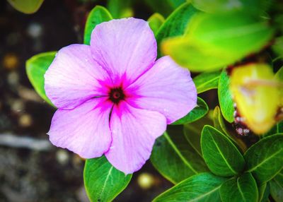 Close-up of pink flower