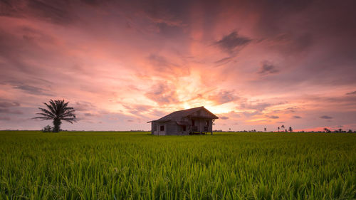 Scenic view of agricultural field against sky during sunset