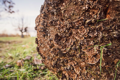 Close-up of tree trunk on field