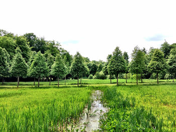 Scenic view of grassy field against sky