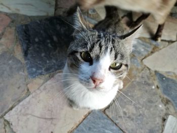 Directly above portrait of cat looking at camera