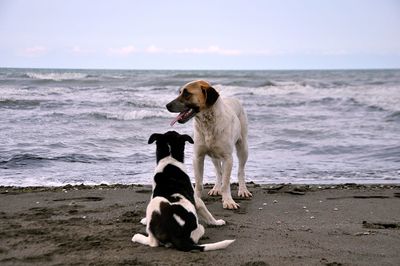 Dog on beach against sky