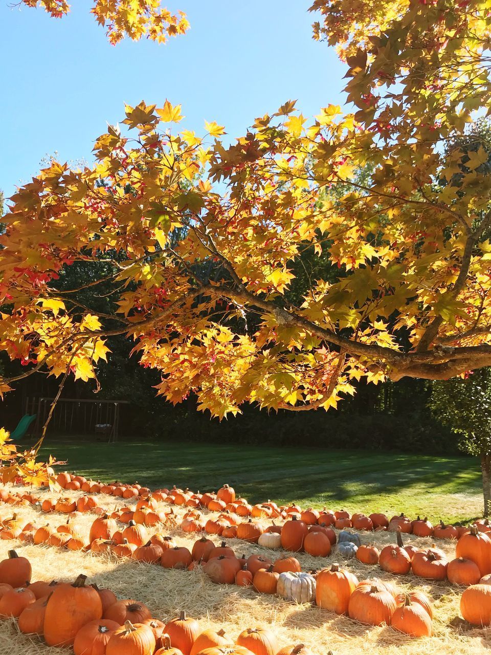 CLOSE-UP OF AUTUMN LEAVES AGAINST TREES