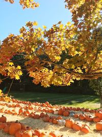 Close-up of autumn tree against sky