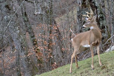 Deer standing by tree