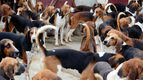 High angle view of dogs