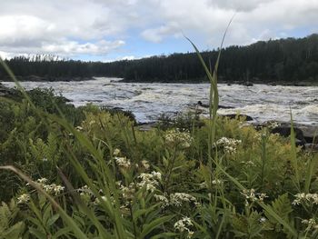 Scenic view of river against sky