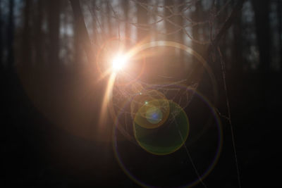 Close-up of sunlight streaming through trees