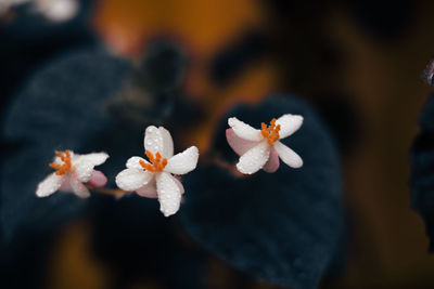 Close-up of white flowering plant