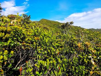 Plants growing on land against sky