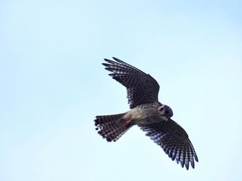 Low angle view of eagle flying against clear sky