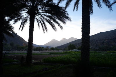 Silhouette palm trees on landscape against sky