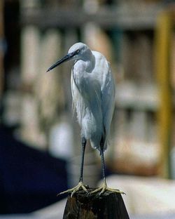 Close-up of bird on wall