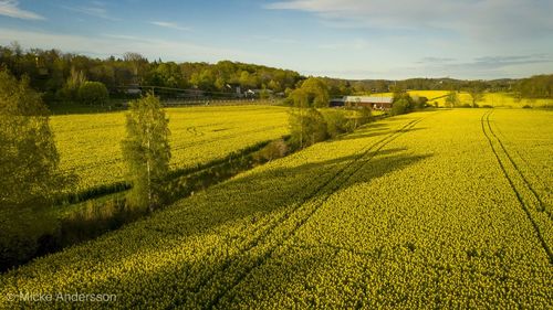 Scenic view of agricultural field against sky