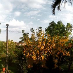 Low angle view of trees against cloudy sky