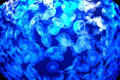 Close-up of jellyfish