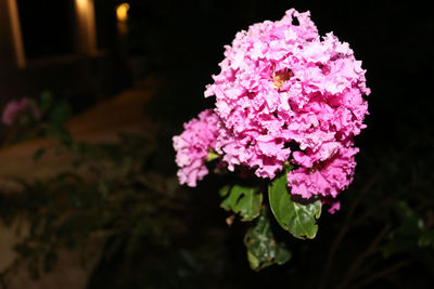 Close-up of pink flowering plant