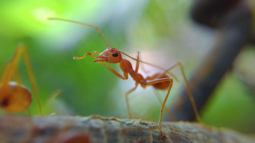 Close-up of insect on leaf