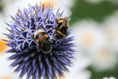 Close-up of bee on purple flower