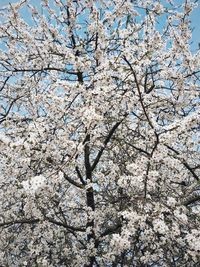 Low angle view of cherry blossoms