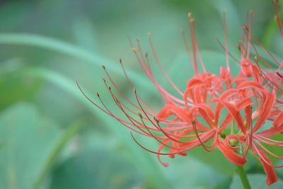 Close-up of red flower