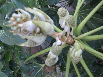 Close-up of plant