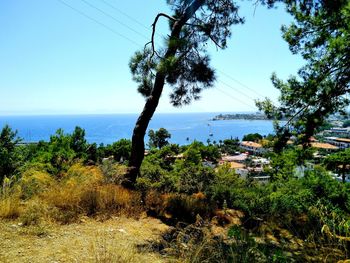 Trees by sea against clear sky