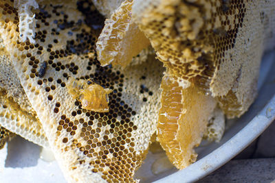 Close-up of bees on a plate