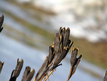 Close-up of leaf against blurred background