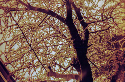 Low angle view of bare tree against sky