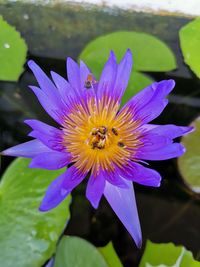 Close-up of purple water lily