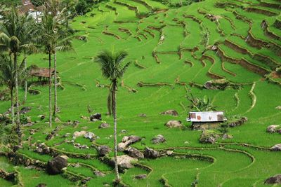 Beautiful natural scenery of rice  agricultural field and forests